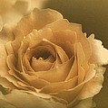 Vintage Rose