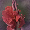 Vintage Cana Lily