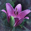 Lily Marlene