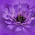 Purple Study