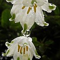 Spring Snowflakes