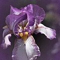 Sunday Iris No. 1