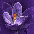Vintage Crocus