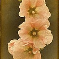 Vintage Hollyhock No. 2