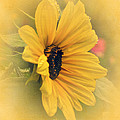 Vintage Sunflower 