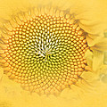 Vintage Sunflower