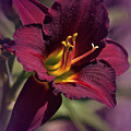 Vintage Day Lily 