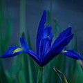 Iris Blue