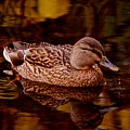 Autumn Duck