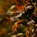 Bokeh Effect