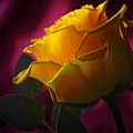 February 2022 Rose