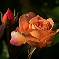 June 2022 Rose No. 1