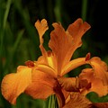 June 2024 Iris