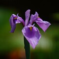 June 2024 Purple Iris