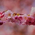 Sprring has Sprung - 2